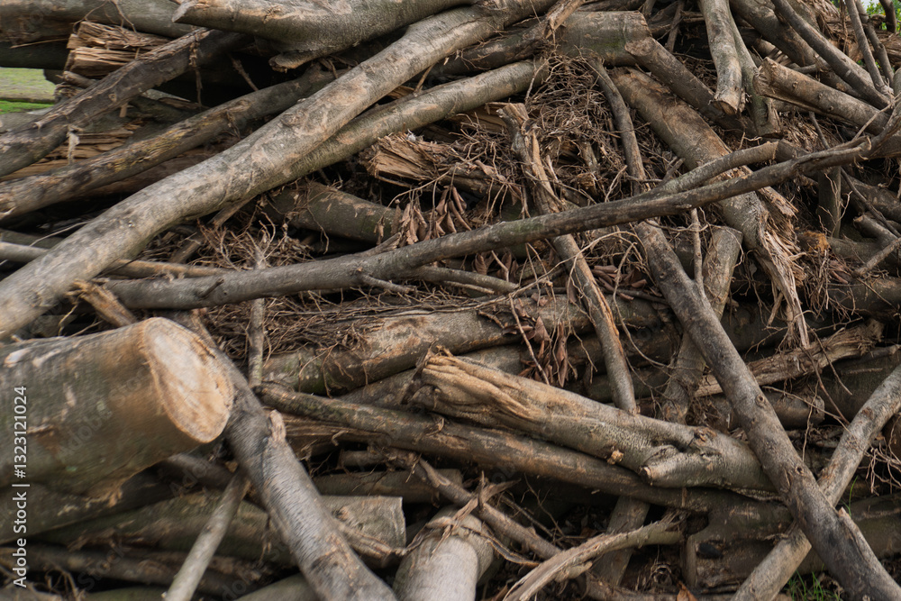 Fototapeta premium stacked pile of freshly cut logs from felled trees