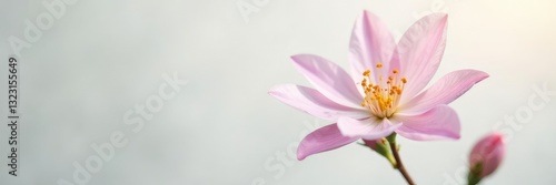 Delicate flower with slender petals on white background, floral, blossom