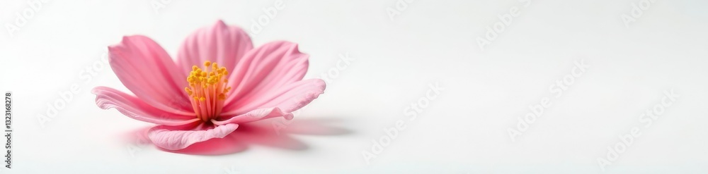 solitary flower petal unfolding slowly on white background, flower, garden