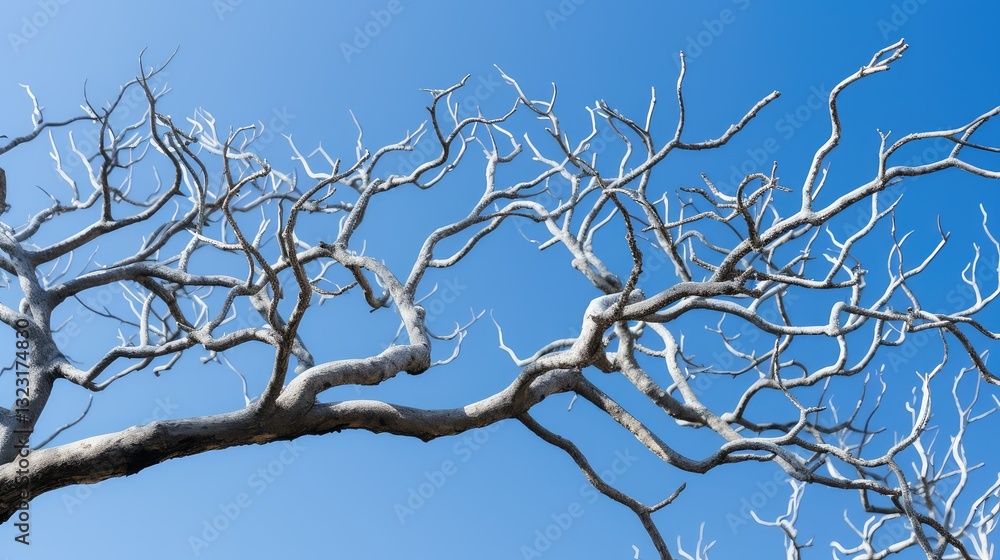Obraz premium twisted tree branches isolated