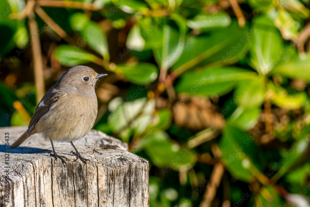 Obraz premium 切り株にとまるジョウビタキ