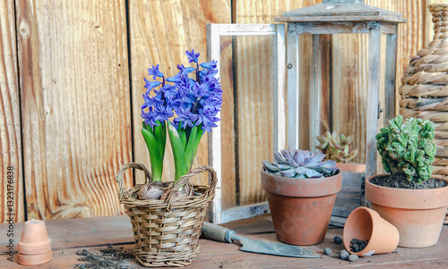 hyacinth and succulent plants potted on a table and against a wooden wall wit...