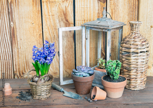 succulents plants potted and hyacinth on a table and against a wooden wall wi...