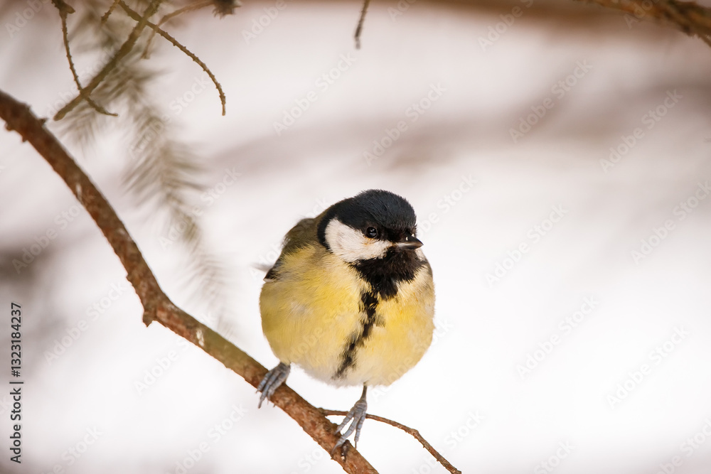 Obraz premium Great tit (Parus Major) sitting on a branch in winter