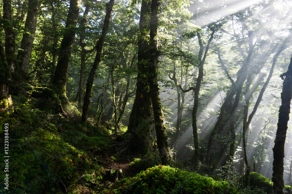 Fototapeta premium ニュージーランドの森と射す太陽光