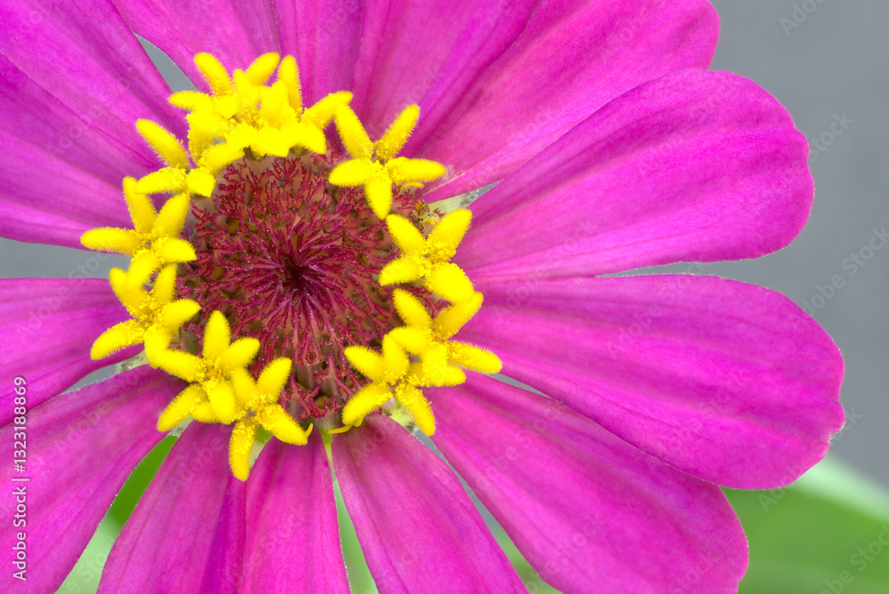 pink coneflower wildflower yelllow blossoms on stamens Indiana pink coneflower wildflower yelllow blossoms on stamens Indiana