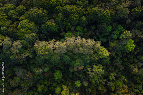 Aerial View of Lush Green Forest