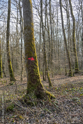 Wallpaper Mural signe de bûcheron  Torontodigital.ca
