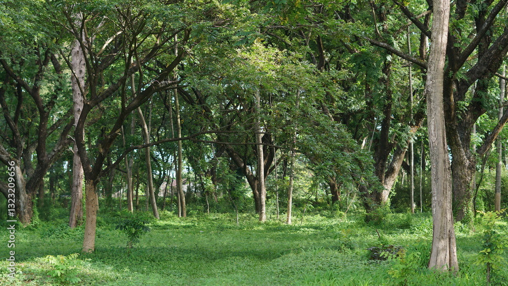 fresh forest in indonesia. good oxygen supply for humans. beautiful and cool when you are there. fresh forest in indonesia. good oxygen supply for humans. beautiful and cool when you are there.