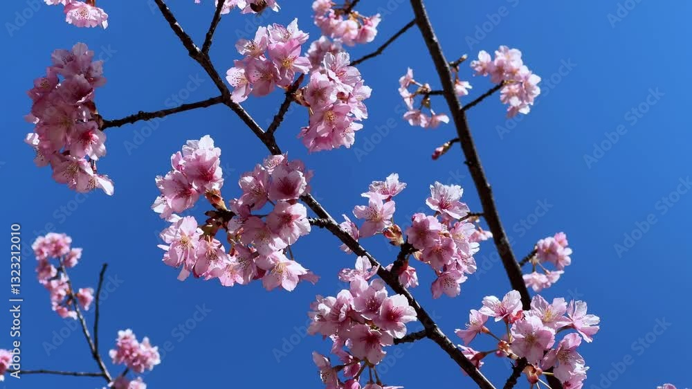 Cherry blossom tree in Japan with vibrant pink flowers against a clear blue sky Cherry blossom tree in Japan with vibrant pink flowers against a clear blue sky