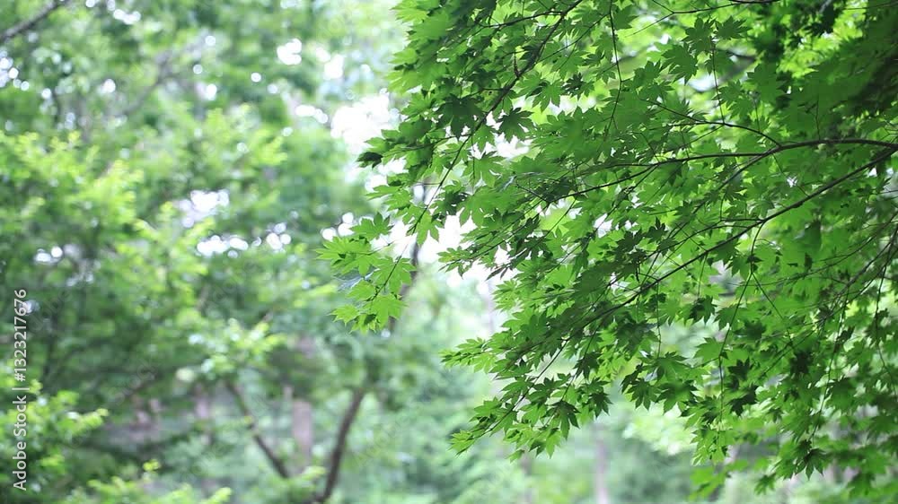green leaves in the forest green leaves in the forest