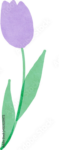 Hand drawn tulip flower