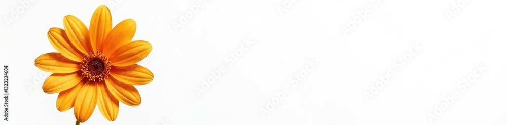 Colorful flower bloom isolated on white background, isolated object, nature, petal Colorful flower bloom isolated on white background, isolated object, nature, petal