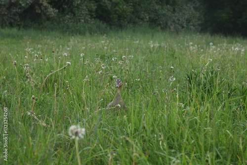 Duck in the dandylion flowers on green grass
