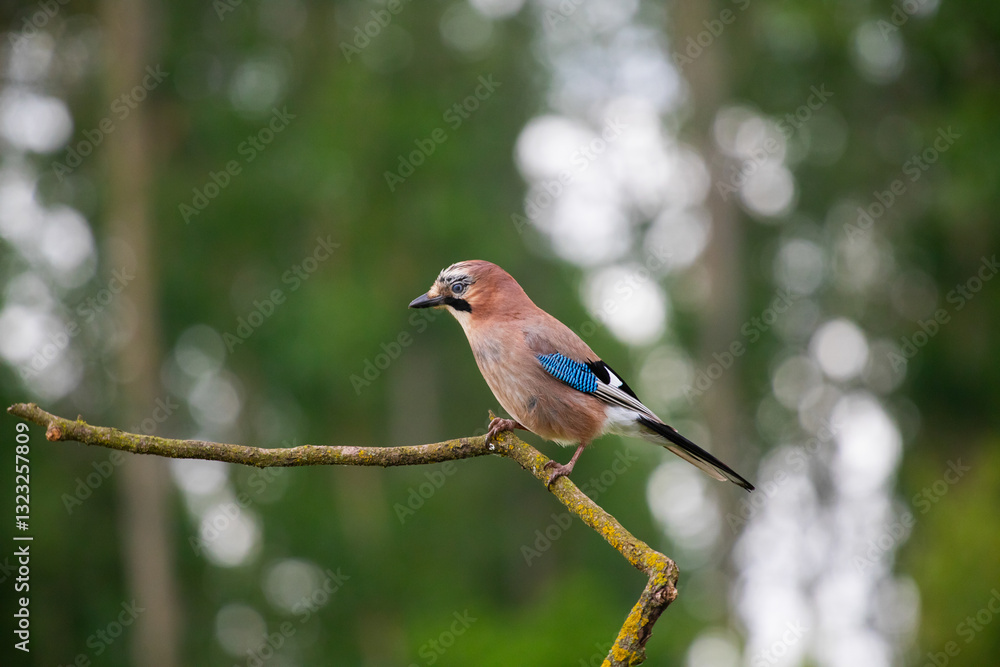 Eurasian Jay, Garrulus glandarius sitting on a branch Eurasian Jay, Garrulus glandarius sitting on a branch