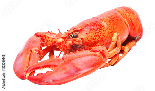 Lobster isolated on white background
