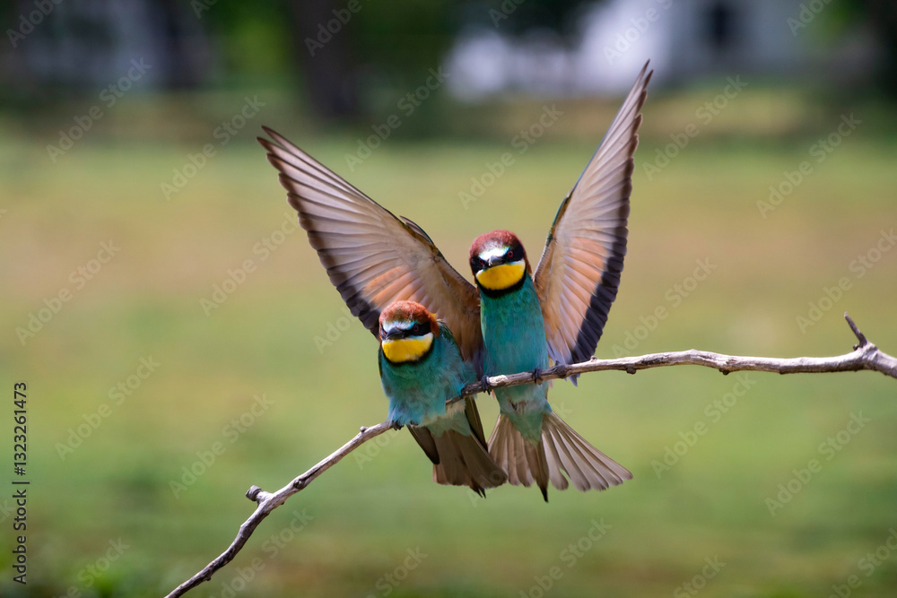 European bee eater, Merops apiaster. Common bee-eater. Close-up European bee eater, Merops apiaster. Common bee-eater. Close-up