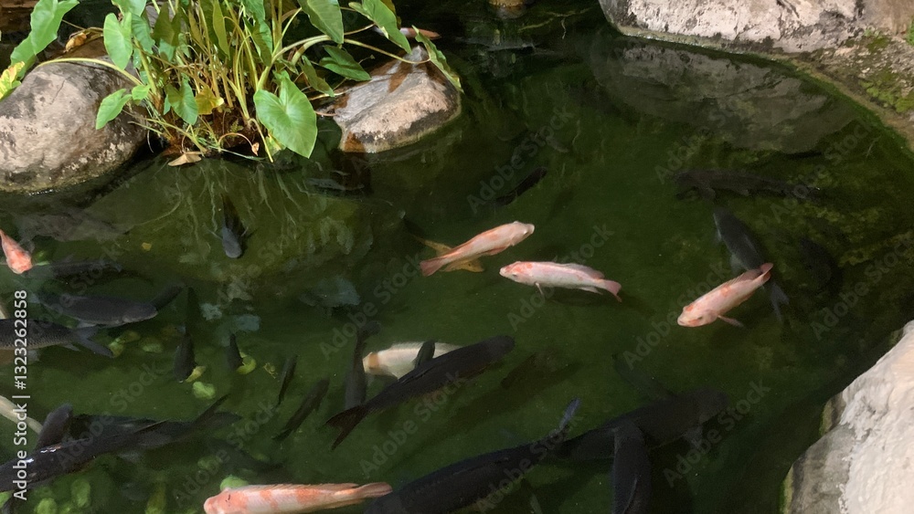 Fototapeta premium tilapia fish swimming under​ water in the pond​ during night hours