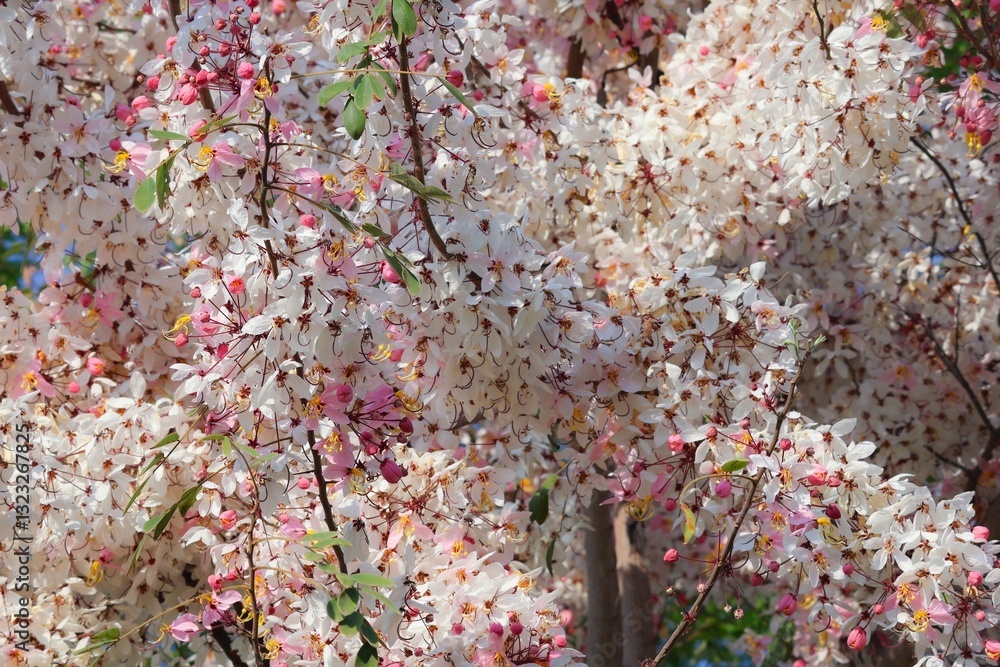 A Blossom Cassia Bakeriana with Pink Flower Cassia Bakeriana or commonly known as Pink Lotus, Pink Wishing Plant, Pink Herb, Romantic Flower A Blossom Cassia Bakeriana with Pink Flower Cassia Bakeriana or commonly known as Pink Lotus, Pink Wishing Plant, Pink Herb, Romantic Flower