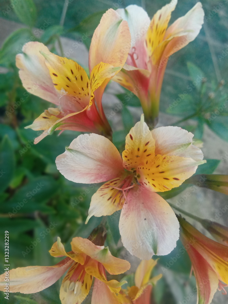 Naklejka premium orange lily flower