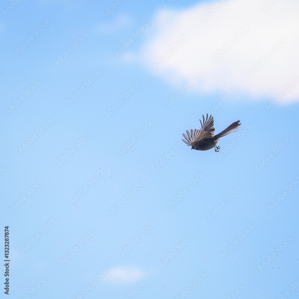 Fantail, also known as pīwakawaka in Māori, flying and catching small insects in the air. Castlepoint. New Zealand.