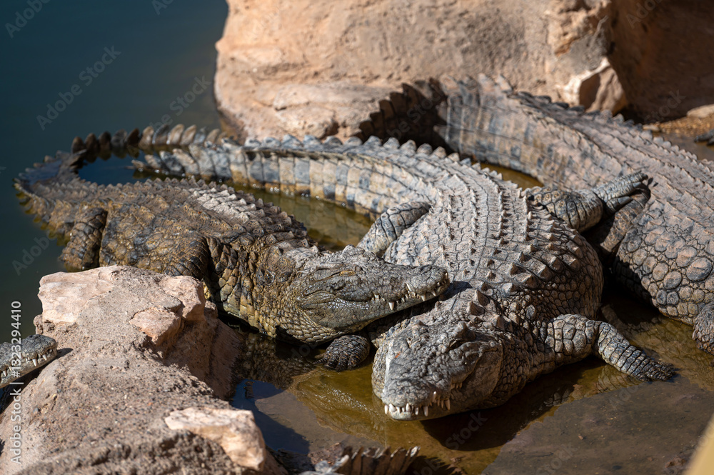 Crocodiles basking in the sun along the water's edge in Morocco's natural habitat Crocodiles basking in the sun along the water's edge in Morocco's natural habitat