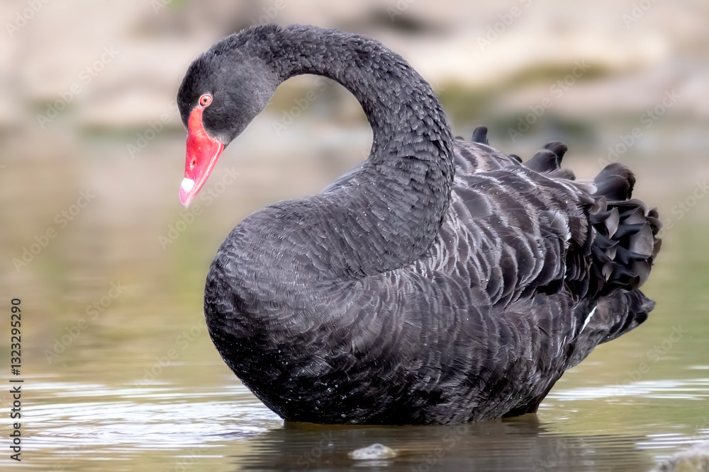 Fototapeta premium Black Swan (Cygnus atratus) Standing in a Wetland Habitat