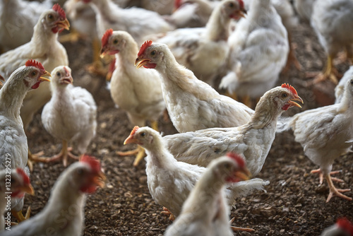 Chicken feeding for growing broiler chickens in the traditional farm