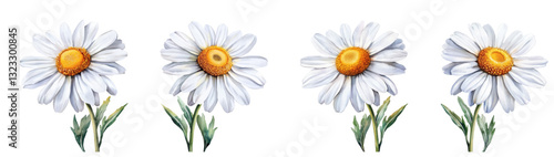 A set of watercolor flowers was daisies. Former daisies with yellow centers and green stems and leaves. Watercolor field flowers. Vector illustration.