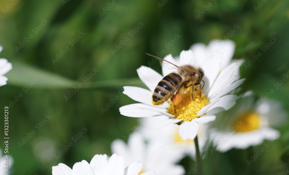 Bee insect getting honey from flowers at spring field Bee insect getting honey from flowers at spring field