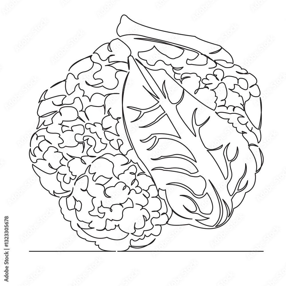 Fototapeta premium One continuous single drawing line art flat doodle cauliflower, vegetable, cabbage, white, nutrition, vegetarian, green, healthy, fresh. Isolated image hand draw contour on a white background 