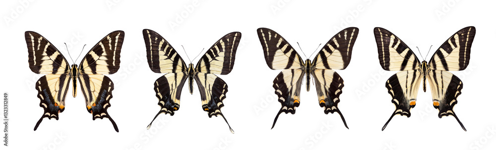 Naklejka premium Zebra Swallowtail Butterfly Eurydice Marcello on transparent background top view