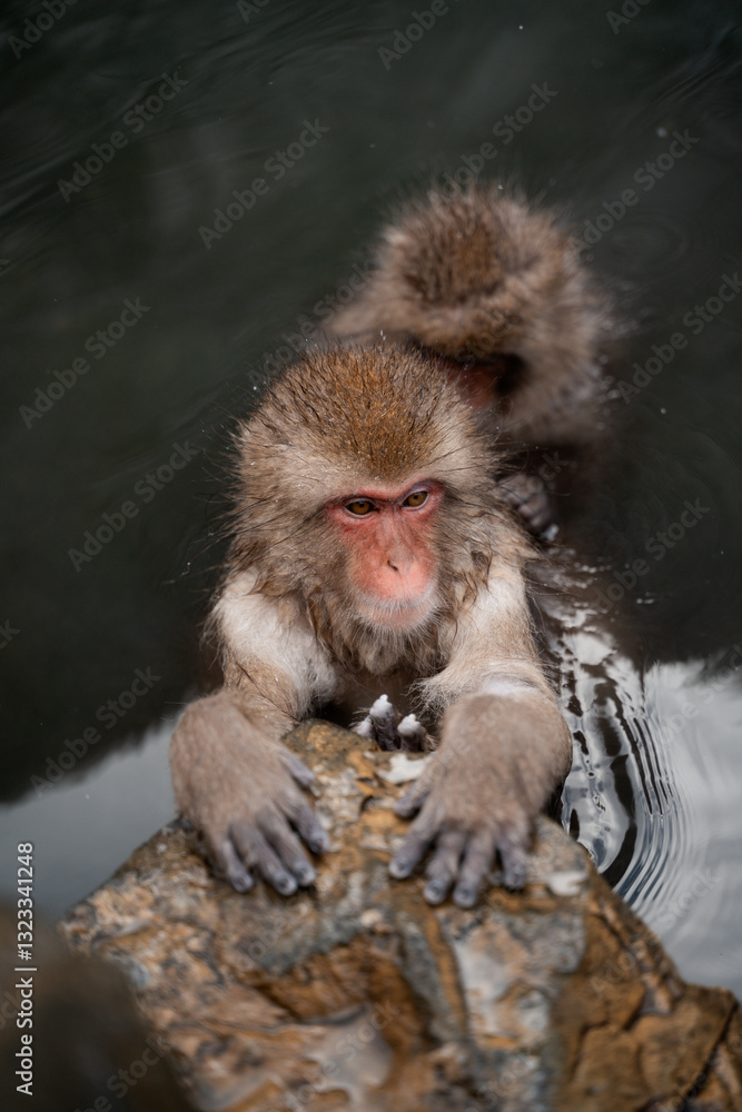 Japan Snow Monkeys Relaxing in Hot Spring Bath Japan Snow Monkeys Relaxing in Hot Spring Bath