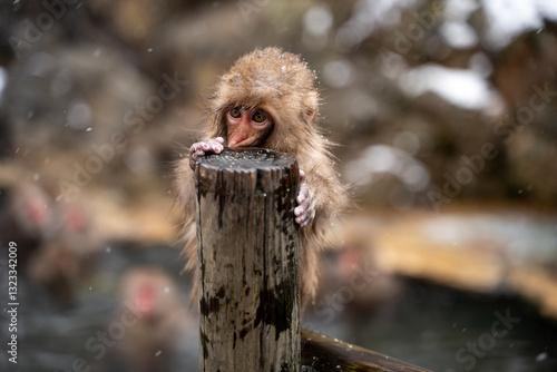 Baby snow Monkey in Jigokudani park, Japan photo