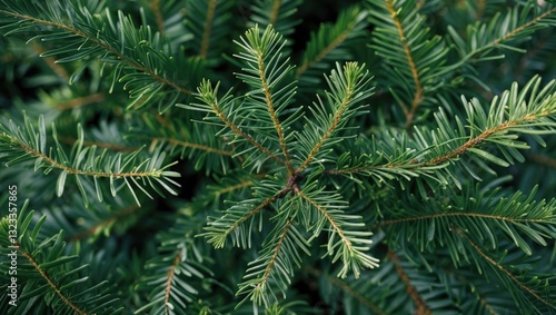 Wallpaper Mural Close-up of vibrant green spruce branches showcasing needle textures against a dark background emphasizing natural beauty and detail. Torontodigital.ca