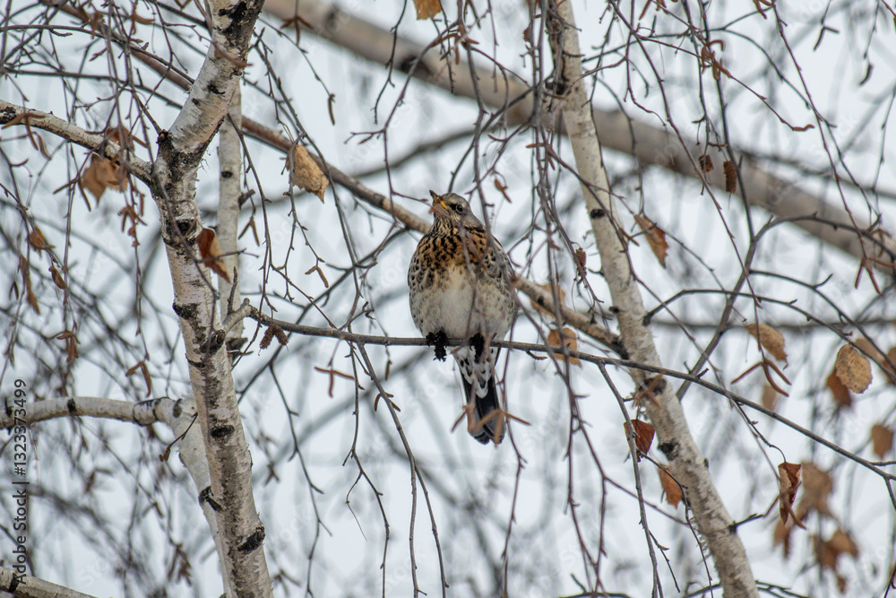 sparrow on branch sparrow on branch