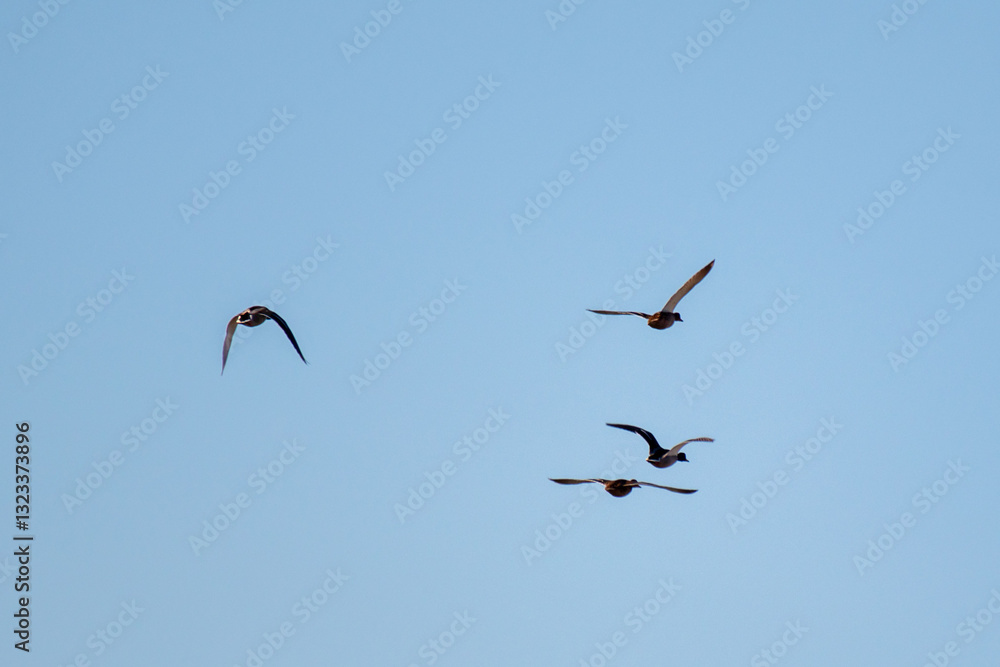 Three birds flying in the sky Three birds flying in the sky