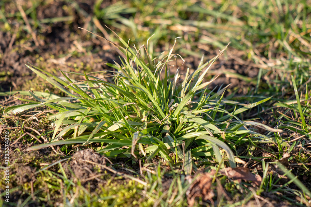 A patch of grass with a few weeds growing in it A patch of grass with a few weeds growing in it