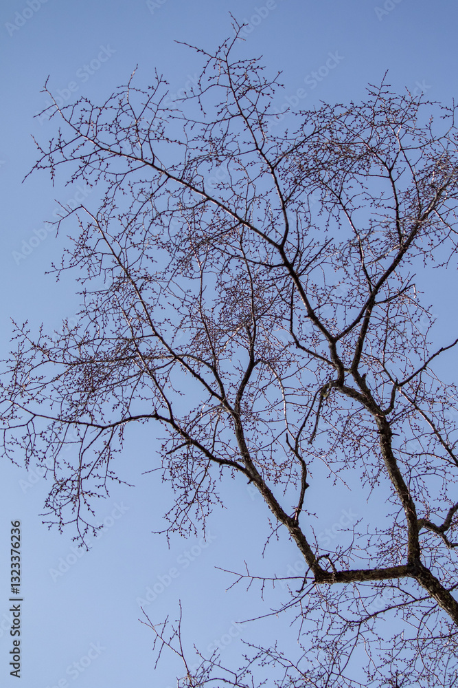 A tree with no leaves is standing in a blue sky A tree with no leaves is standing in a blue sky