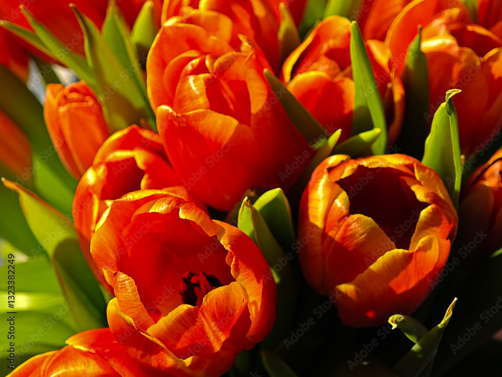 Fiery tulips glowing in sunlight Fiery tulips glowing in sunlight