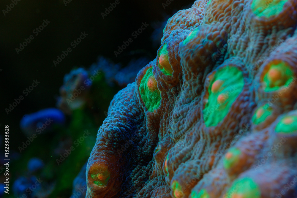 Obraz premium Macro shot of delicate pink coral polyps blooming on a reef, surrounded by marine life in an underwater ecosystem.