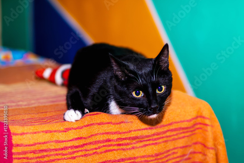 A black and white cat is comfortably laying on a soft bed