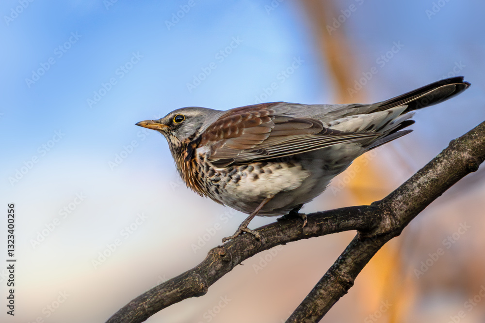 Fieldfare sitting on a branch Fieldfare sitting on a branch