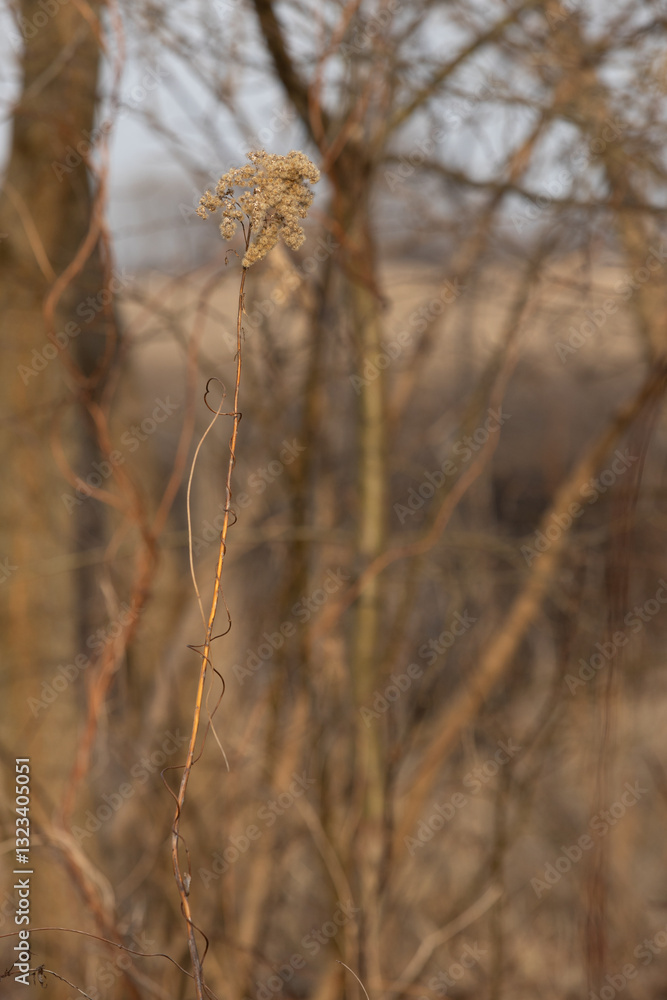 Fototapeta premium Nature