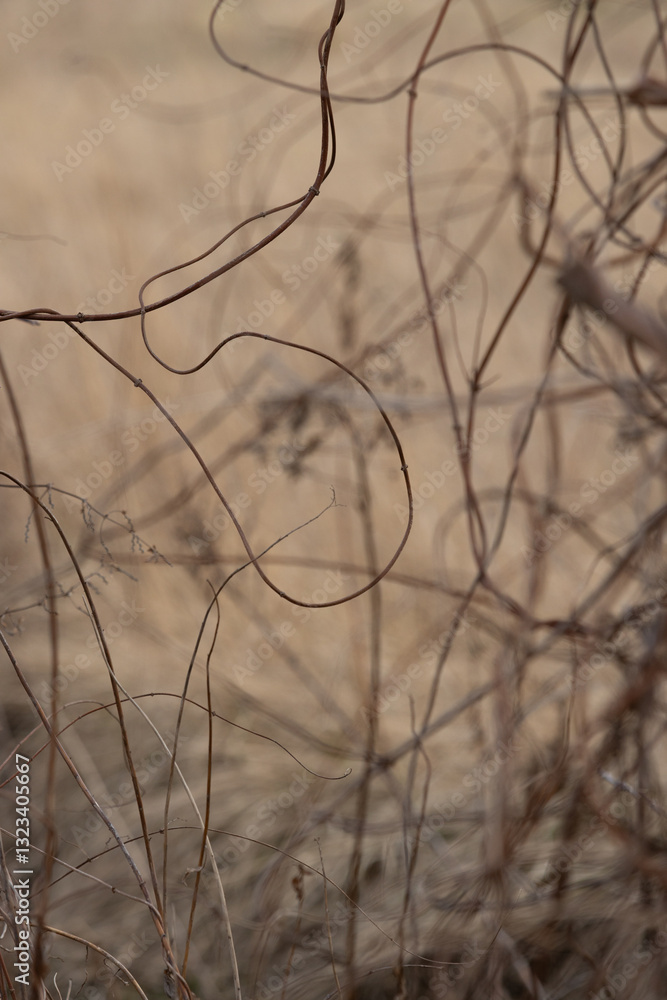Nature Nature