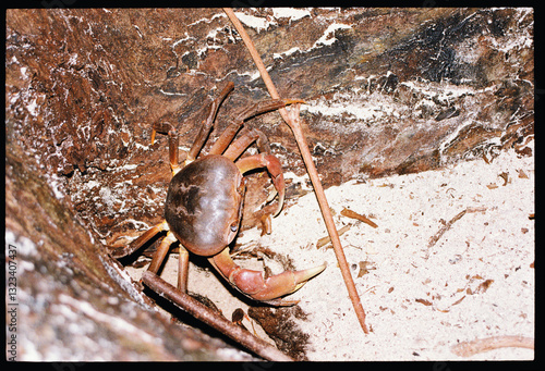 Large crab explores in natural habitat photo