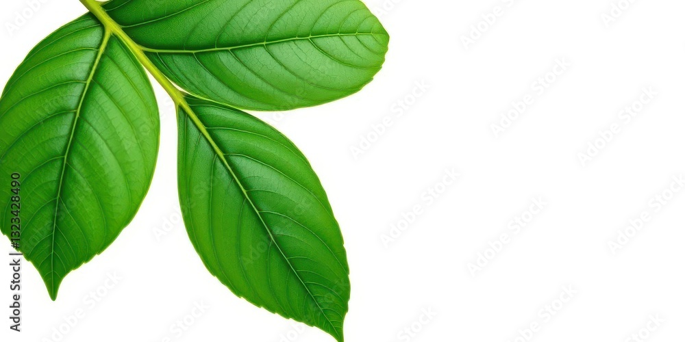 Single leaf, isolated on pure white background, studio, leaf Single leaf, isolated on pure white background, studio, leaf