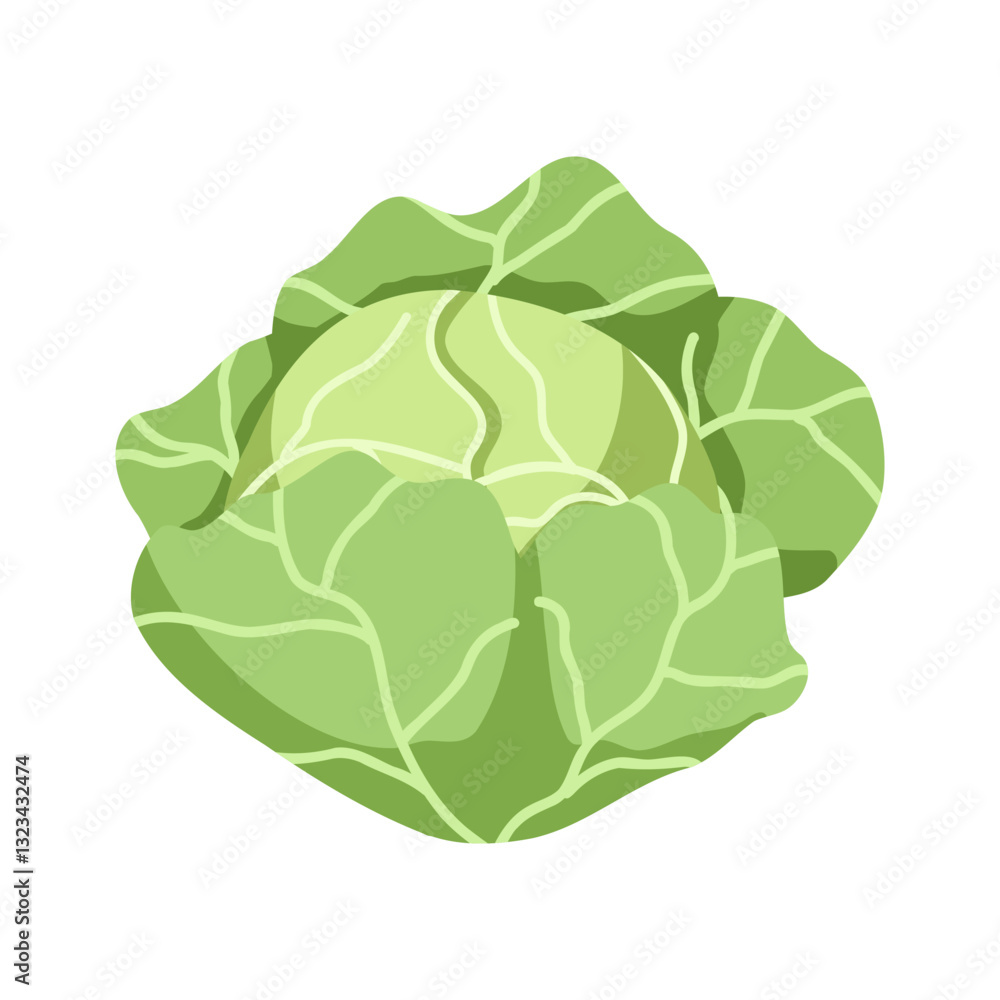 Obraz premium Fresh cabbage with green leaves vector illustration. Hand drawn cabbage isolated on white background. Organic healthy food. Vegetarian nutrition. Simple single icon for farm market, web and print