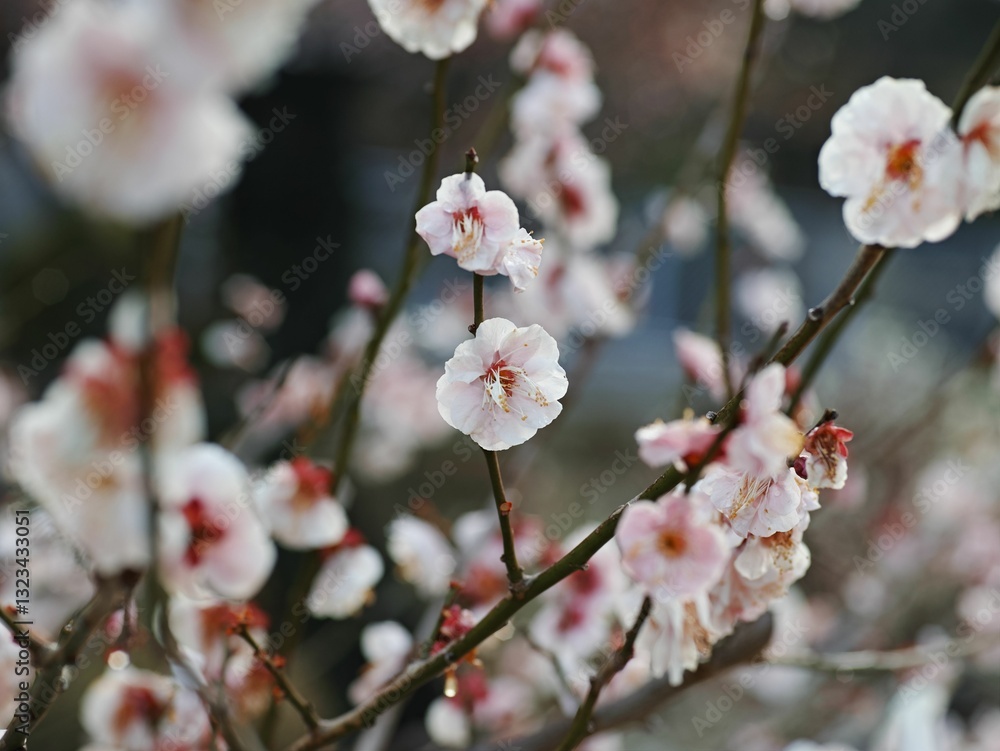 Close-up of delicate cherry blossoms on branches with a soft-focus background Close-up of delicate cherry blossoms on branches with a soft-focus background