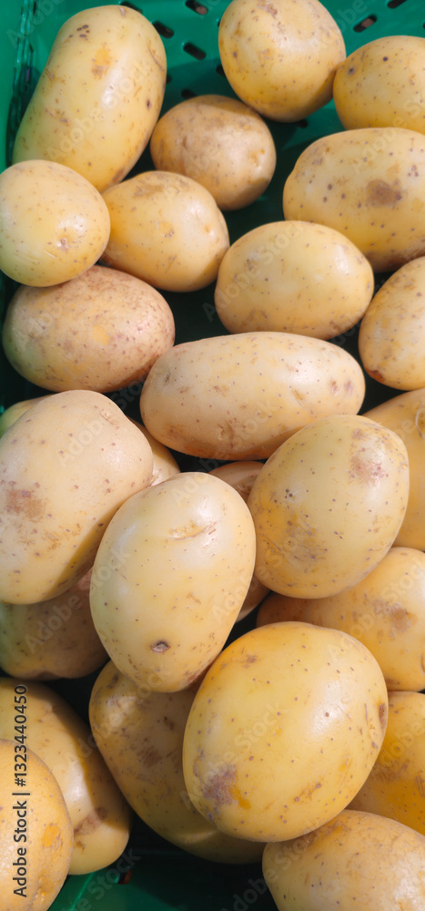 Freshly harvested yellow potatoes with smooth skin and small brown spots lie in a green plastic crate; some have minor surface imperfections; Freshly harvested yellow potatoes with smooth skin and small brown spots lie in a green plastic crate; some have minor surface imperfections;